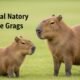 Capybara Pet: The Social Nature of These Gentle Giants